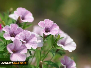 حدیث روز