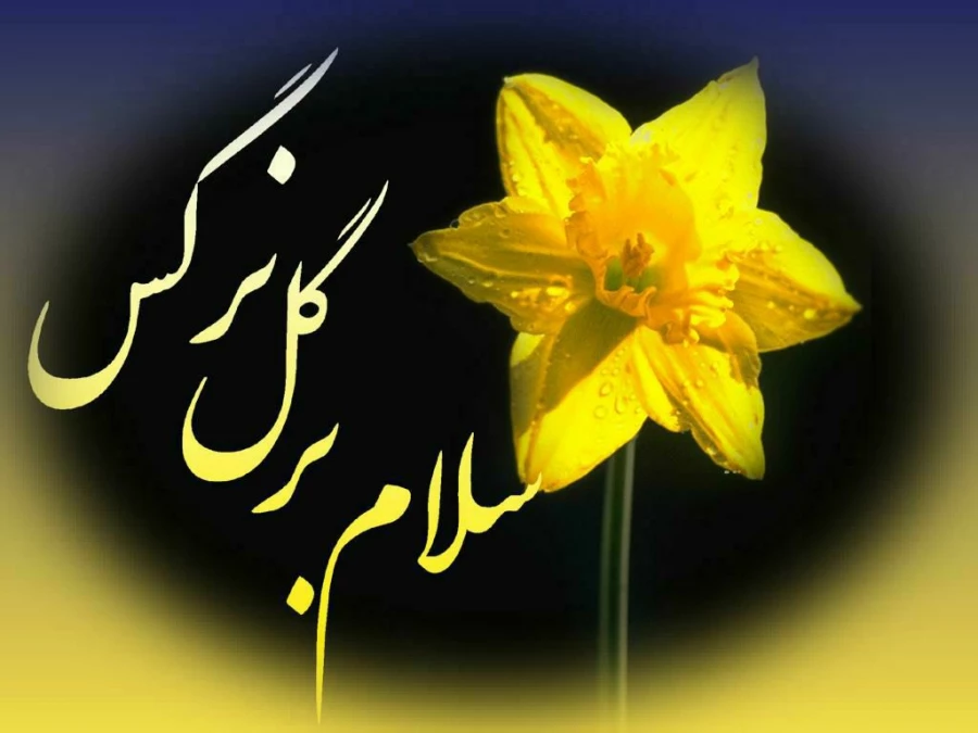 سلام بر گل نرگس
