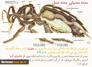 عجایب خلقت درزنبور عسل